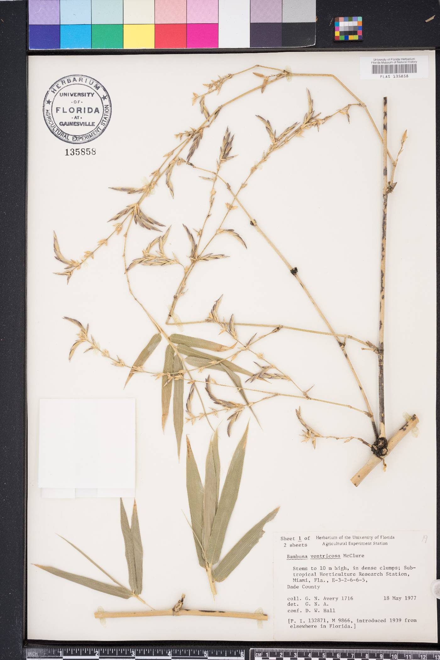 Bambusa tuldoides image