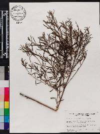Baccharis angustifolia image