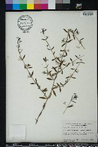 Oldenlandia corymbosa image