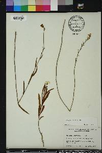 Piriqueta cistoides image