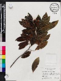 Exothea paniculata image
