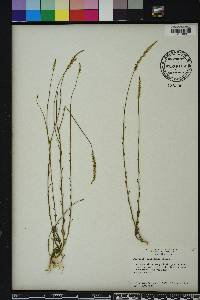 Polygala praetervisa image