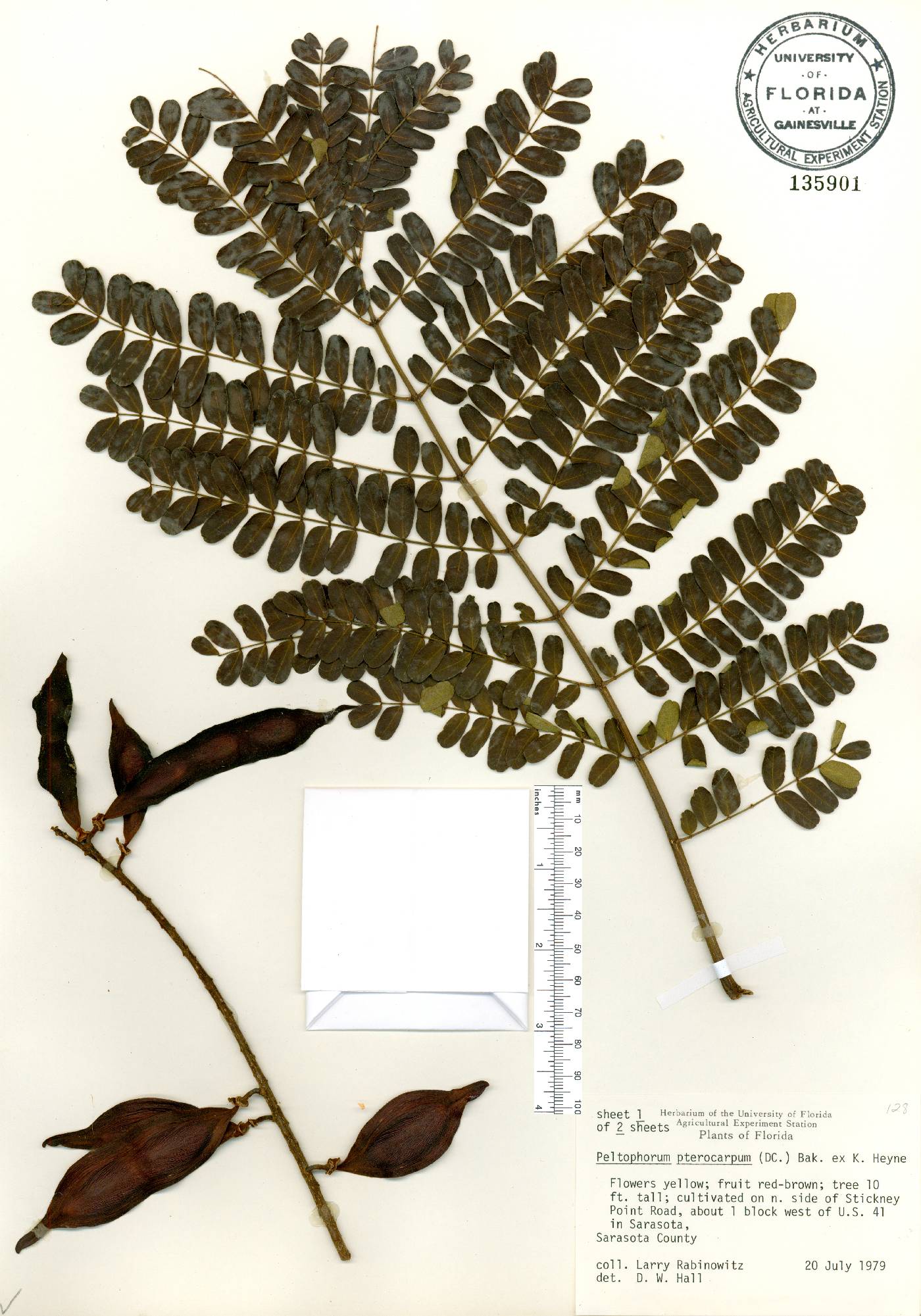 Peltophorum pterocarpum image