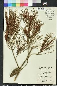 Pinus clausa image