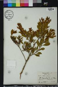 Lyonia ferruginea image