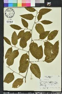 Smilax smallii image