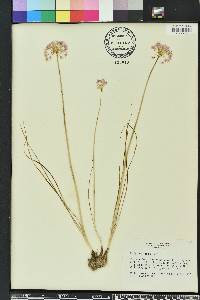 Allium canadense var. mobilense image