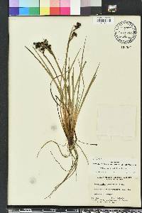 Sisyrinchium xerophyllum image