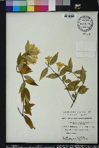 Gelsemium sempervirens image