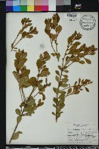 Lyonia fruticosa image