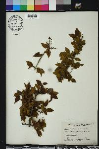 Sageretia minutiflora image