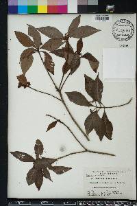 Psychotria nervosa image