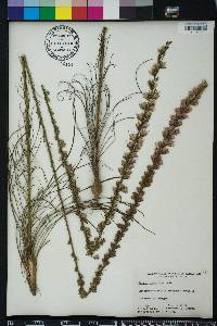 Liatris tenuifolia image