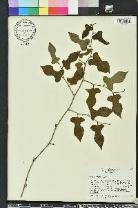 Smilax tamnoides image