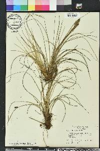 Tillandsia bartramii image