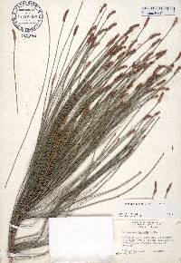 Casuarina glauca image