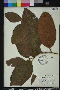 Coccoloba diversifolia image