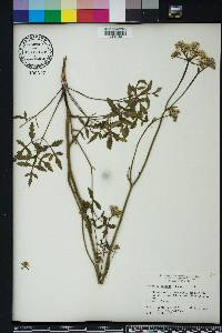 Angelica dentata image