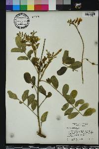 Sophora tomentosa image