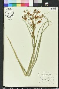 Rhynchospora corniculata image