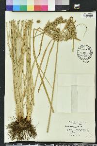 Cyperus distinctus image