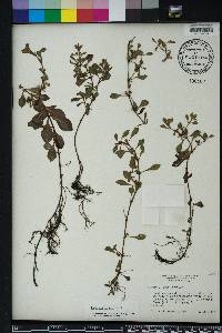 Ludwigia repens image