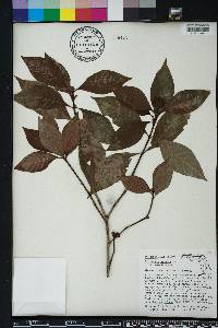 Psychotria nervosa image