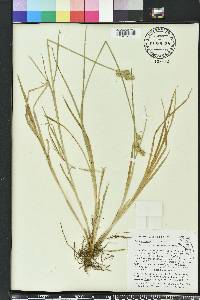 Carex vexans image