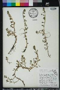 Bacopa monnieri image