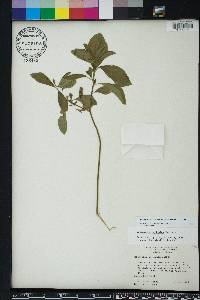 Sphenoclea zeylanica image