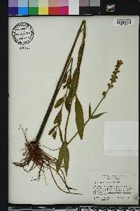 Physostegia leptophylla image