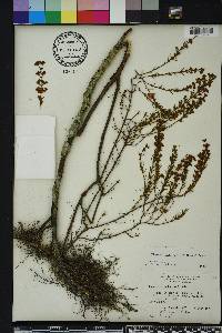 Hypericum brachyphyllum image