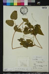 Clematis crispa image