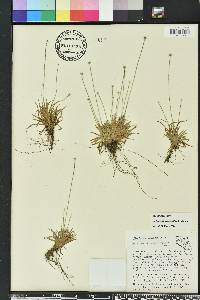 Lachnocaulon anceps image