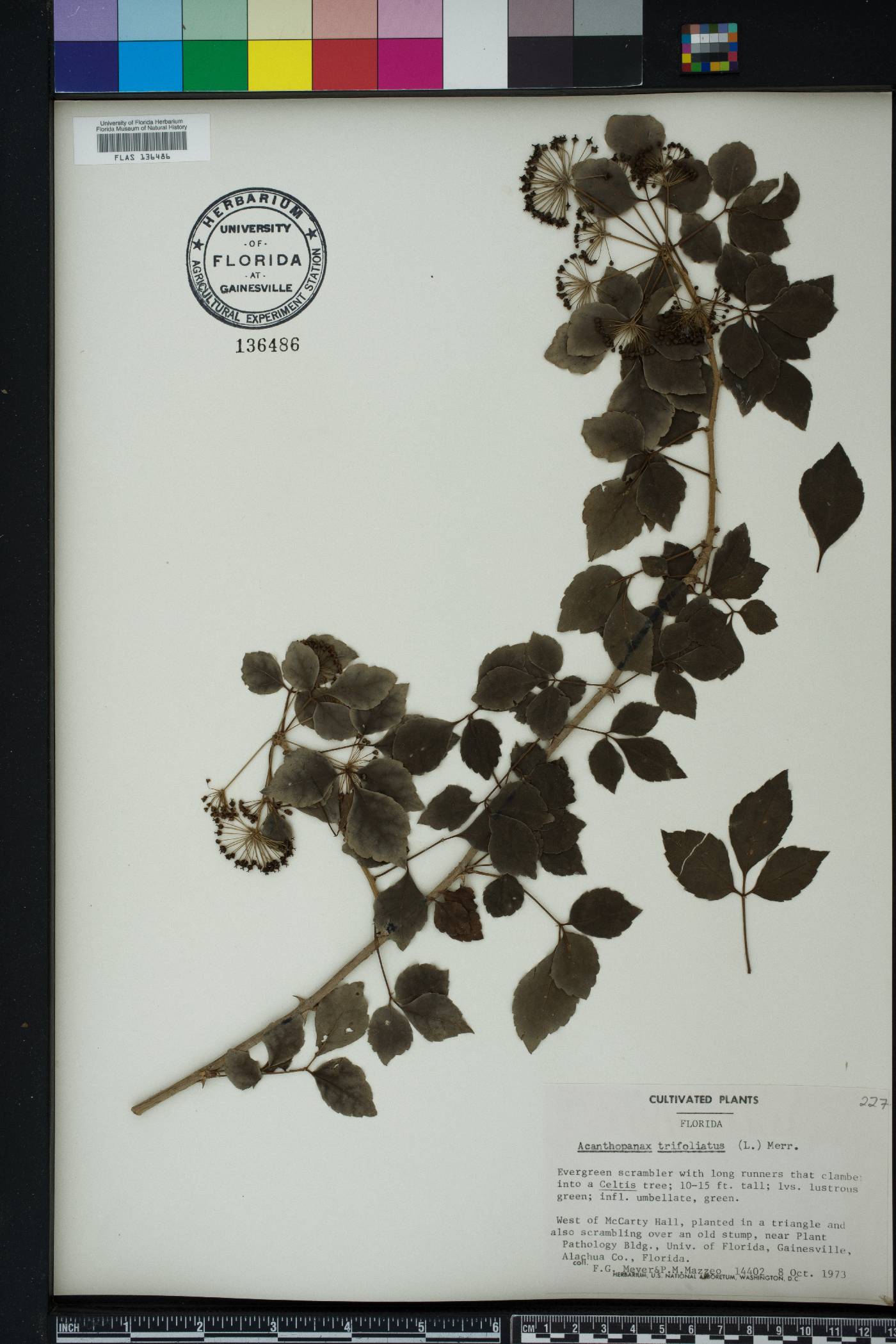 Eleutherococcus trifoliatus image