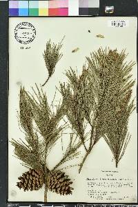 Pinus clausa image