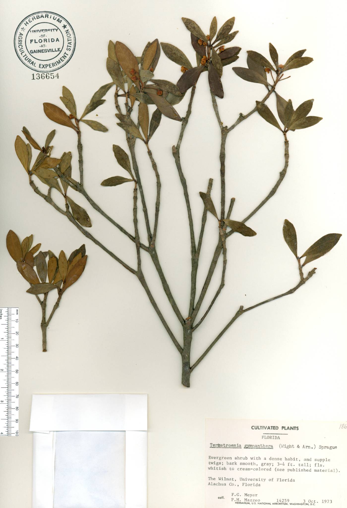 Ternstroemia gymnanthera image