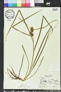 Carex gigantea image