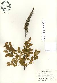 Spiraea tomentosa image