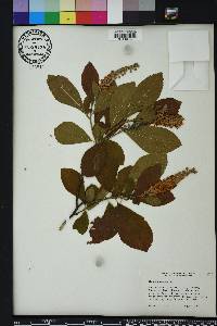 Clethra alnifolia image