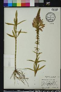 Physostegia virginiana image