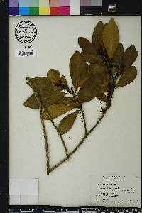 Gymnanthes lucida image