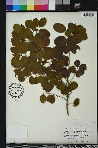 Krugiodendron ferreum image