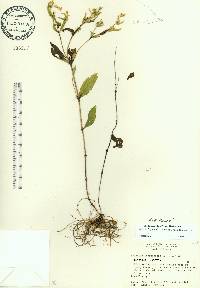Spigelia loganioides image