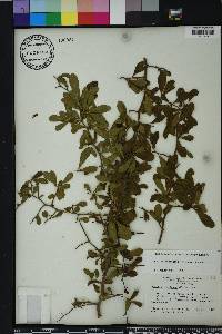 Sideroxylon reclinatum subsp. reclinatum image