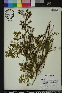 Lechea mucronata image