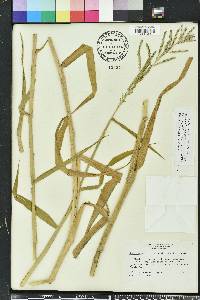 Urochloa mutica image