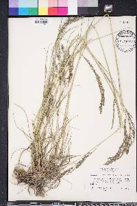 Eragrostis atrovirens image