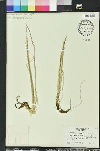 Eleocharis flavescens image