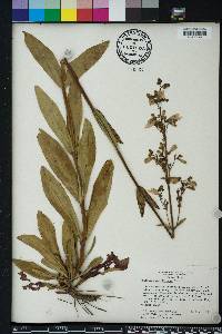 Penstemon multiflorus image